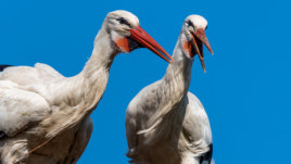 Michael Kannenberg - kamich.de