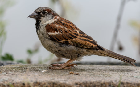 Michael Kannenberg - kamich.de