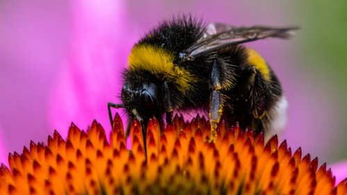 Michael Kannenberg - kamich.de