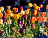 Michael Kannenberg - kamich.de